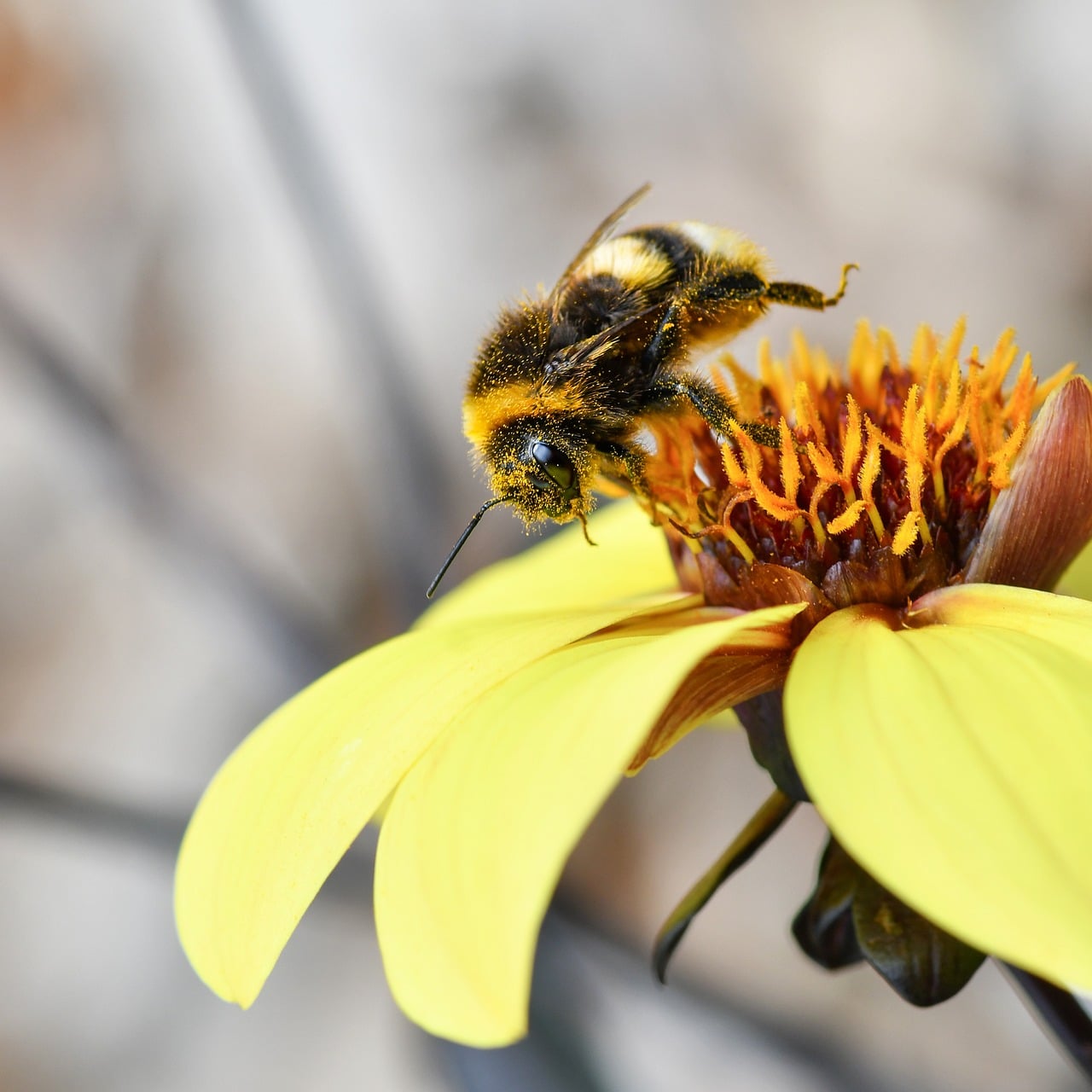 Bourdon Insect Pollination - Free photo on Pixabay