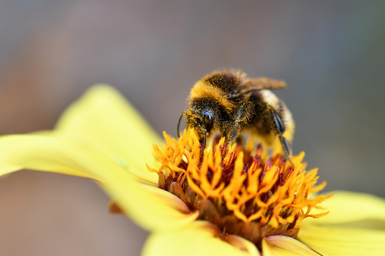 Bourdon Insect Pollination - Free photo on Pixabay