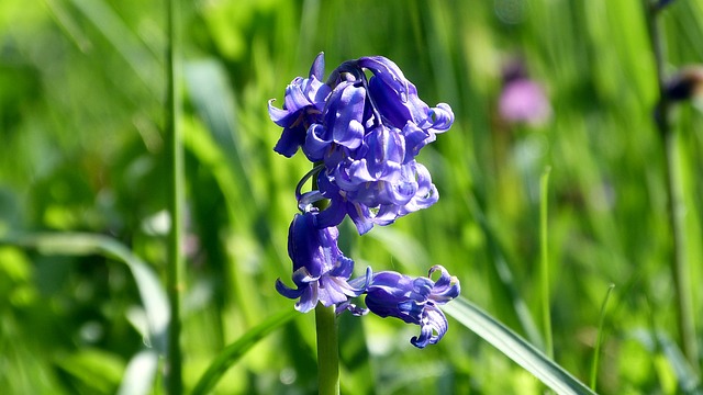 Free Flower Blossom photo and picture