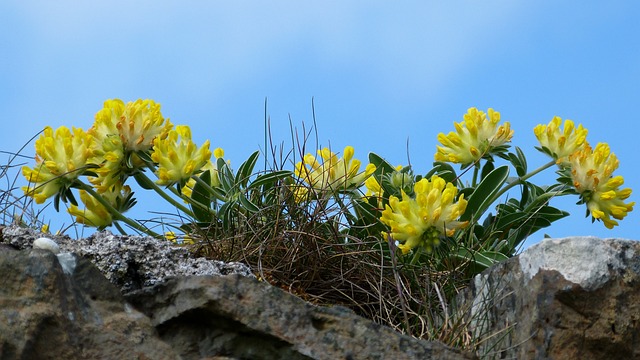 Free Genuine Turquoise Kidney Vetch photo and picture