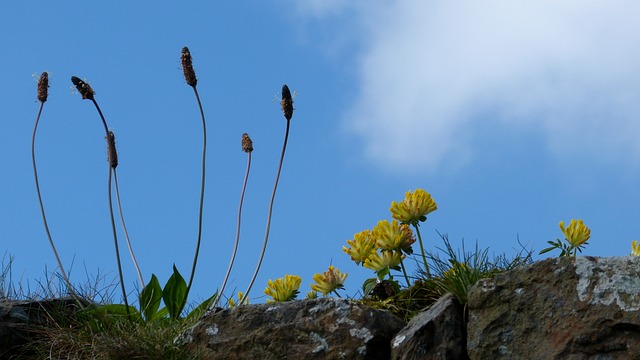 Free Plantain Kidney Vetch photo and picture