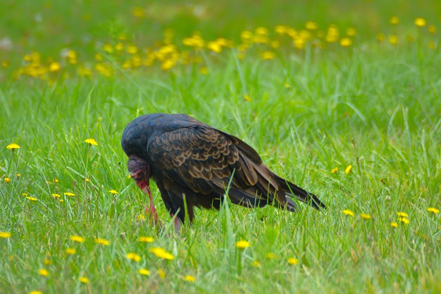 Truthahn Geier, Natur, Vogel, Tierwelt