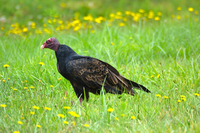 Truthahn Geier, Vogel, Natur, Tierwelt