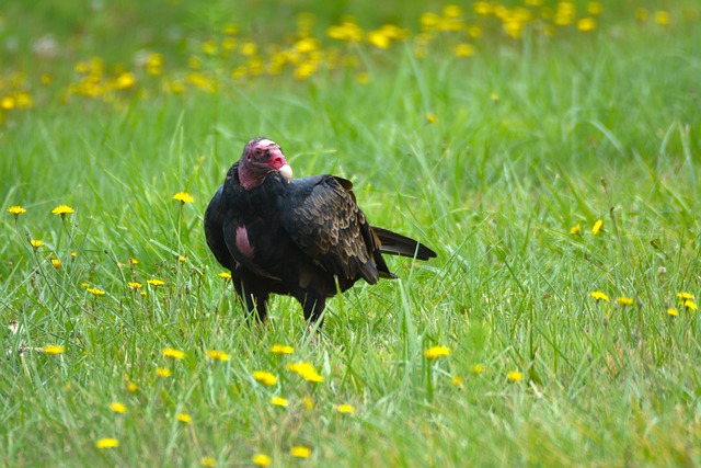Natur, Vogel, Tier, Tierwelt, Assgeier