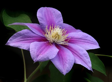 Blomst, Klematis, Blomstre, Klatrer