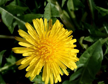 Mælkebøtte, Blomst, Ukrudtsplante