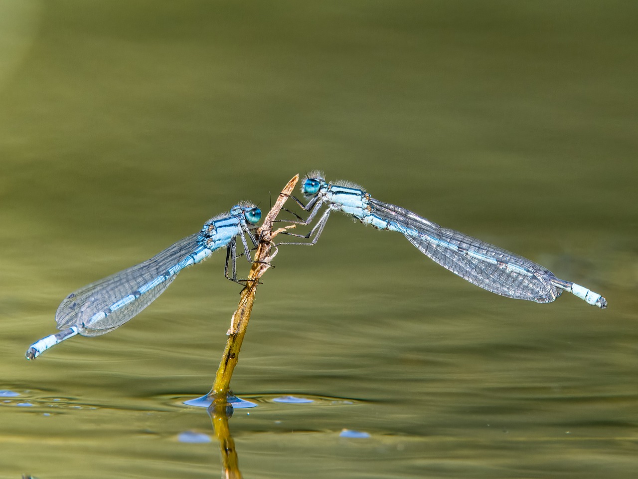 Insect Nature Wildlife - Free photo on Pixabay