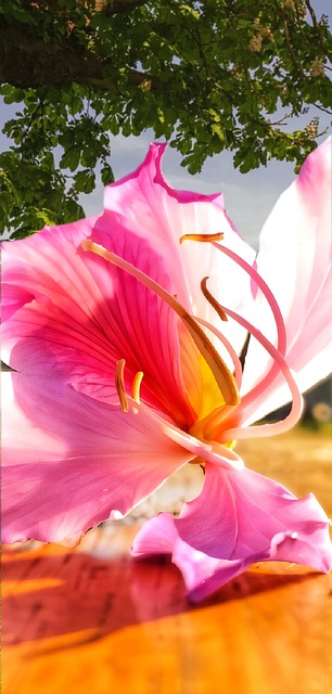 Nahaufnahme Einer Blume, Natur, Flora