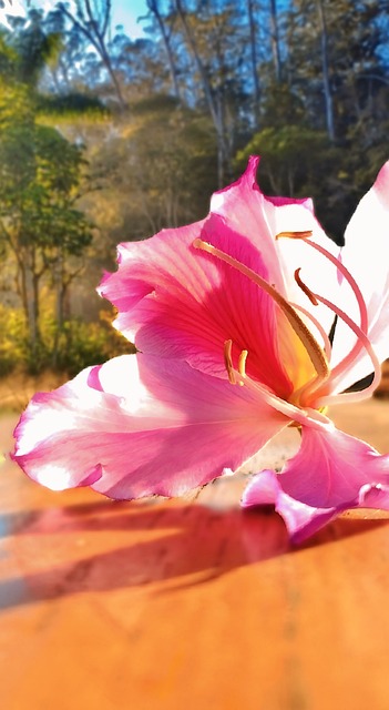 Nahaufnahme Einer Blume, Natur, Flora