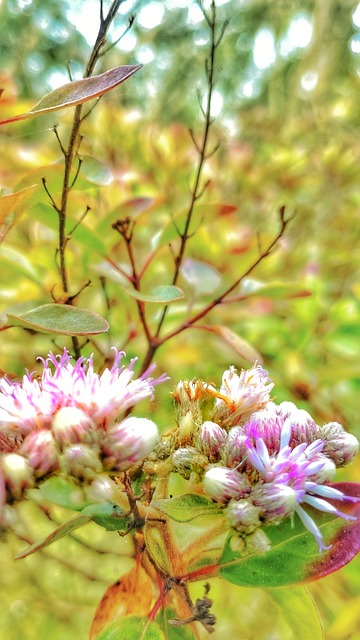 Feder, Natur, Blume, Blumen, Ostern