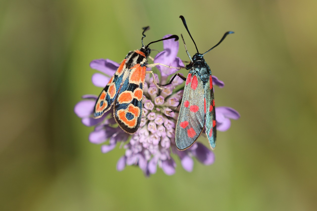 Burney Insect Species Burnet Insect - Free photo on Pixabay