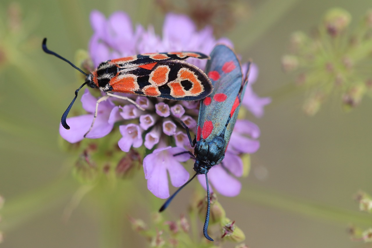 Burney Insect Species Burnet Insect - Free photo on Pixabay