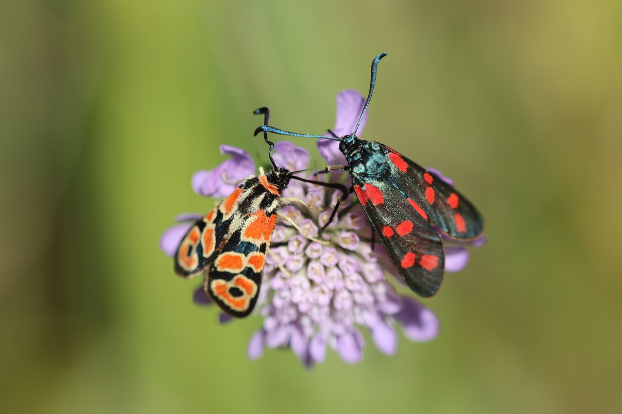 Burney Insect Species Burnet Insect - Free photo on Pixabay