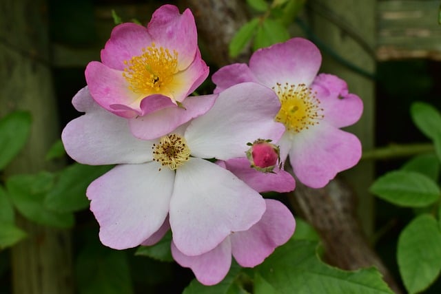 Free Rosehip Flower photo and picture