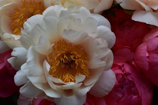 Free Peony Flower photo and picture