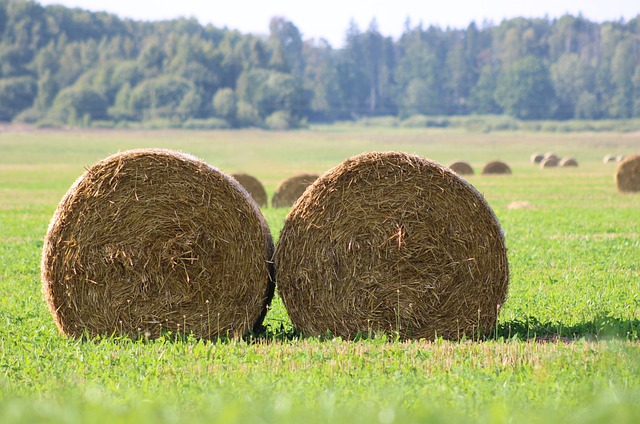 Free Meadow Autumn photo and picture