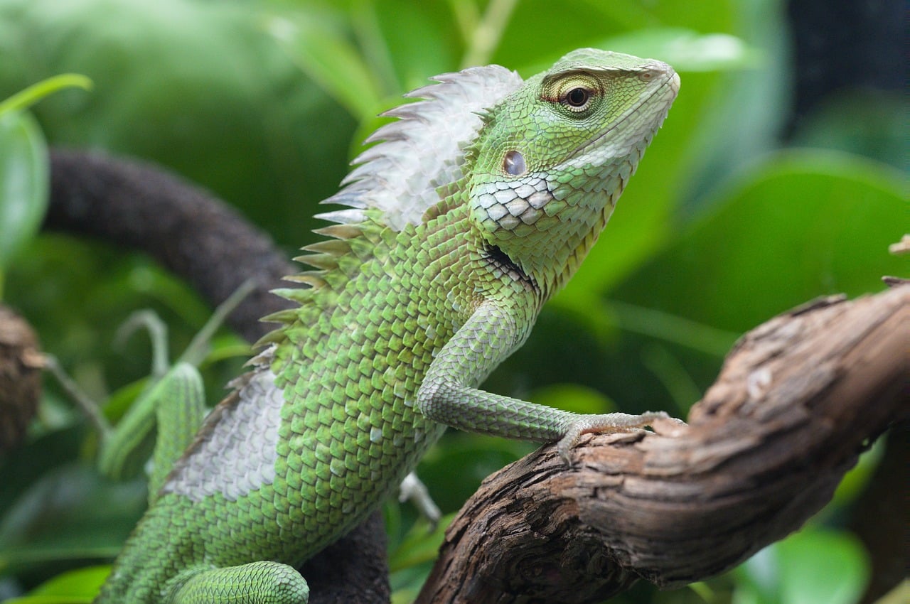 Lizard - free online jigsaw puzzle photo