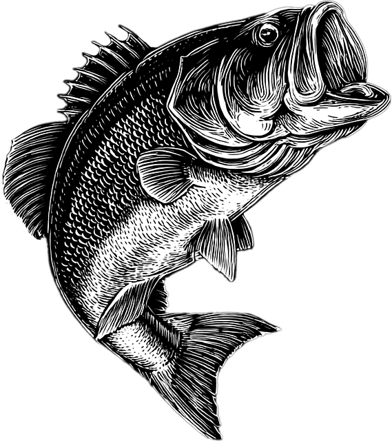 Fisch, Graustufen, Natur, Tier, Bass