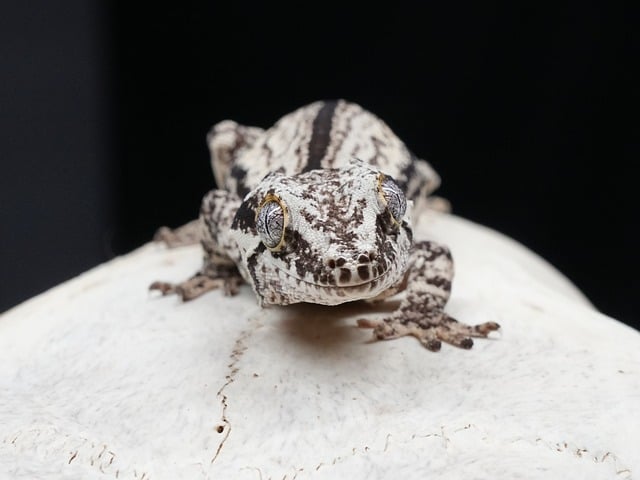 Free Gargoyle Gecko Reptile photo and picture