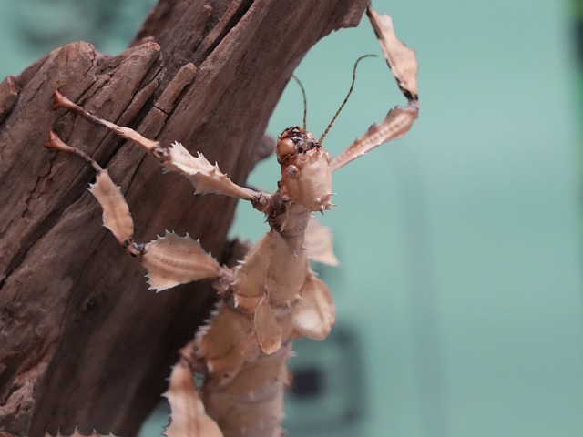 Free Spiny Leaf Insect Stick Bug photo and picture