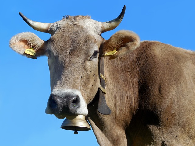 Allgäu Brunt Kvæg, Ko, Malkeko, Bøf