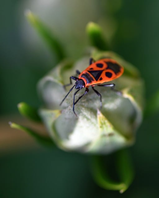 Gendarme, Punaise, Scarabée, Insecte