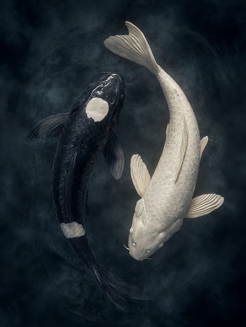 Free koi fish oriental illustration