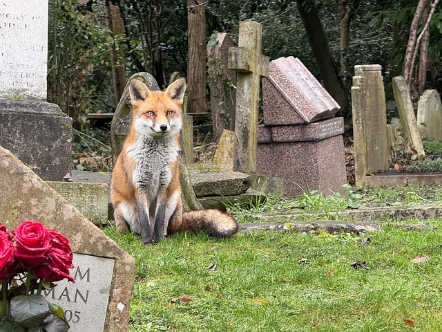 Friedhof, Grab, Grabstein, Fuchs, London