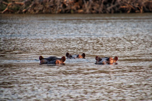 Flusspferd, Hippo, Nilpferd, Afrika