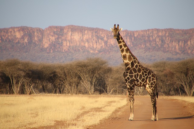 Giraffe, Afrika, Tier, Tierwelt, Namibia