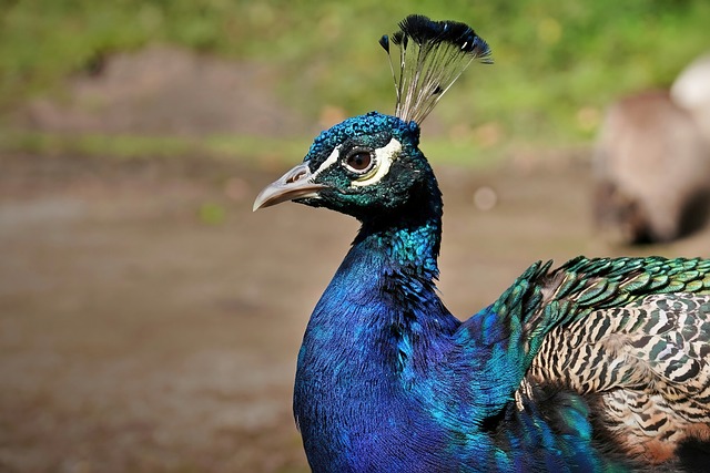Free Peacock Nature photo and picture