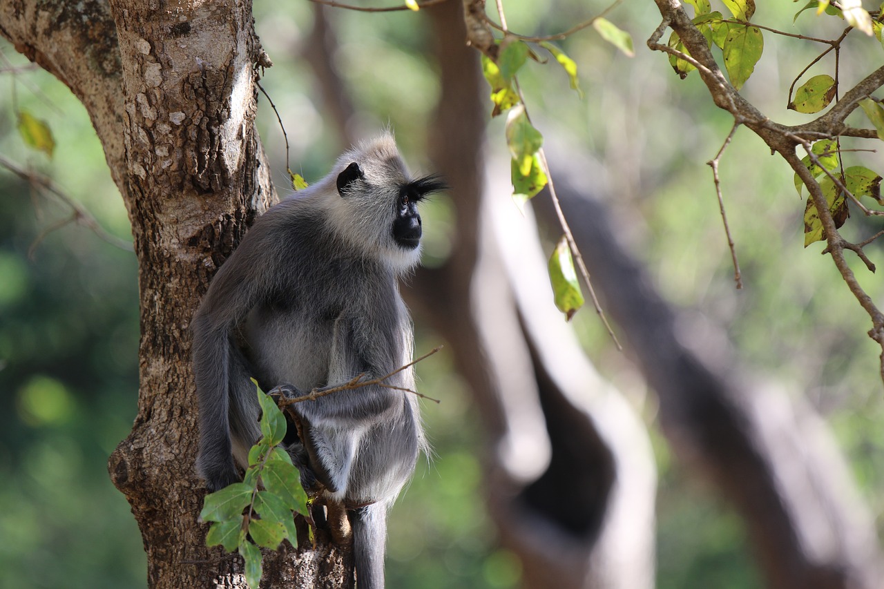 Monkey Safari Wildlife - Free photo on Pixabay