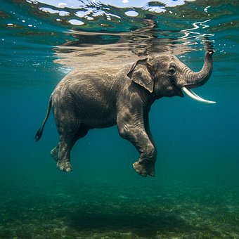 Free Elephant Underwater photo and picture