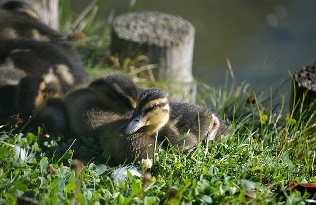 Free Ducklings Chick photo and picture