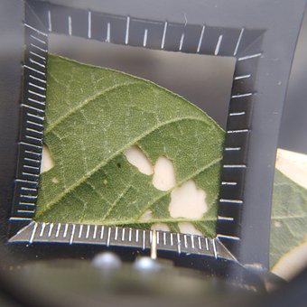 Free Leaf Soy photo and picture