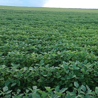Free Soy Horizon photo and picture