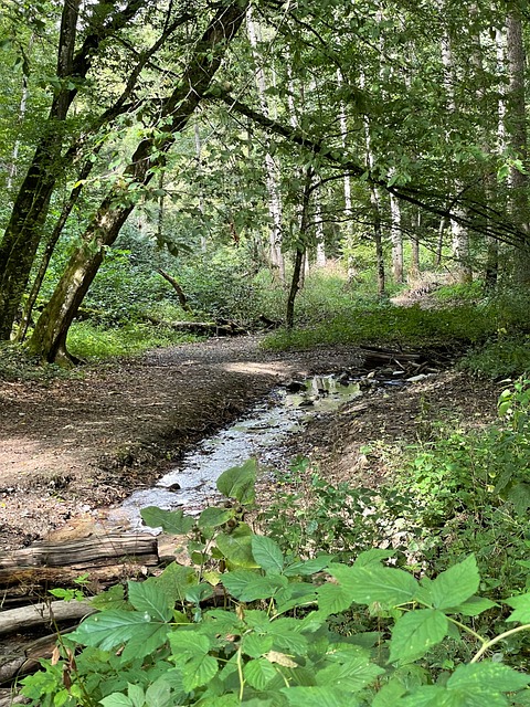 Arroyo, Naturaleza, Agua, Paisaje