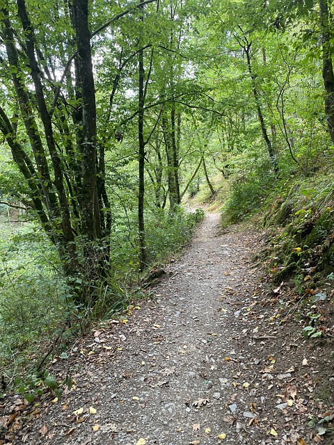 Naturaleza, Camino Forestal