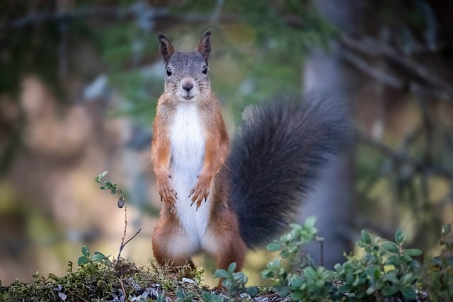 Free Squirrel The Nature Of The photo and picture