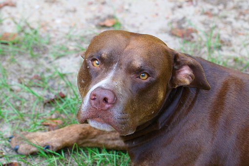 Cachorro, Bicho De Estimação, Animal