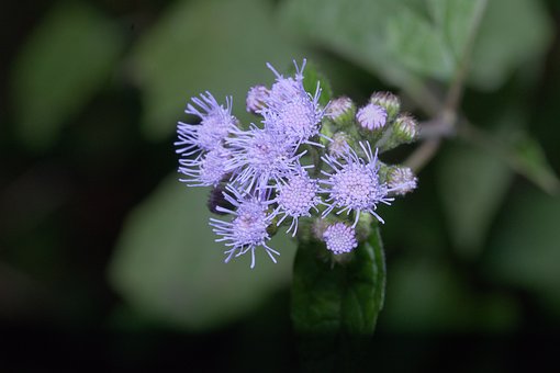 Natureza, Flor, Bloom, Planta