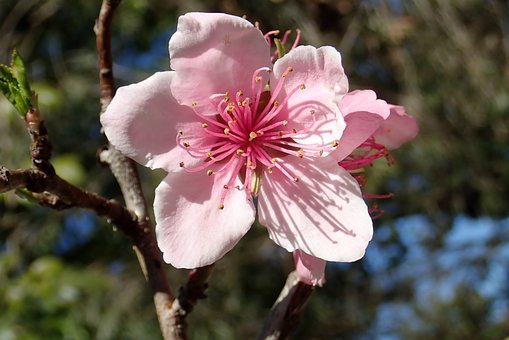 Blomst, Nektarin, Frugt, Træ, Have