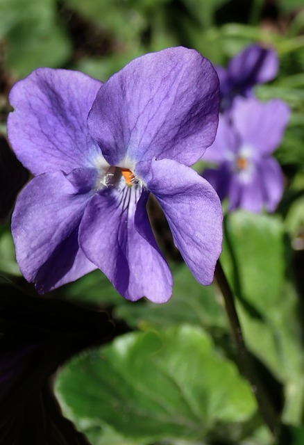 Blomst, Violet, Forår, Blomstre