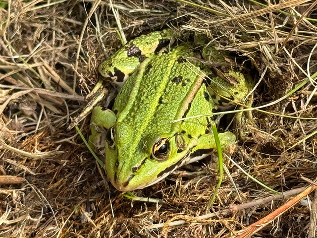Free Frog Amphibian photo and picture