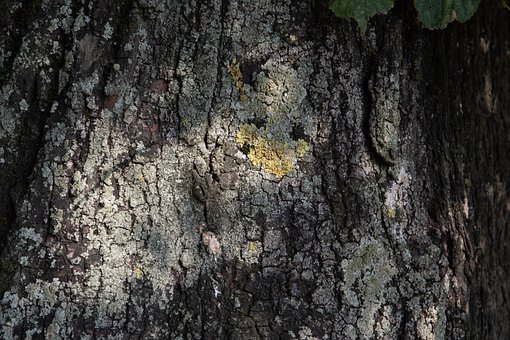Free Tree The Bark photo and picture
