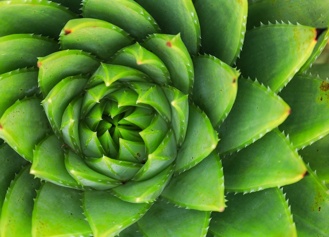 leaf, green, nature, macro, close-up, green leaf, texture, botany, plant, thorns, succulent