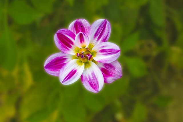 Free Flower Dahlia photo and picture