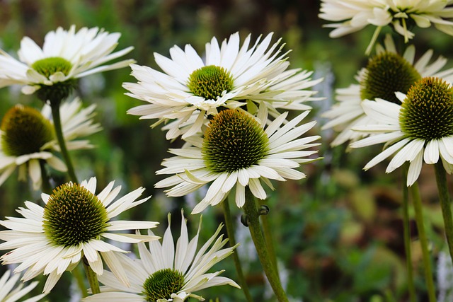 echinacea, flower background, beautiful flowers, coneflower, white, bloom, blossoms, petals, nature, flower wallpaper, flora, flower, garden, plant
