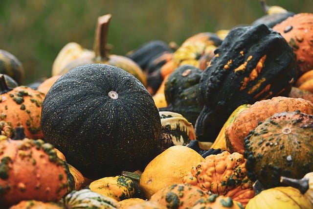 Free Pumpkins Fall photo and picture