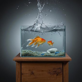 Free Aquarium Fish photo and picture